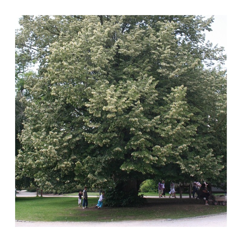 Tilia tormentosa