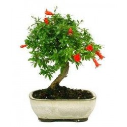 Bonsái punica granatum