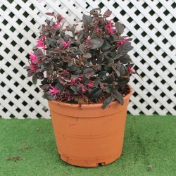 LOROPETALUM CHINENSIS