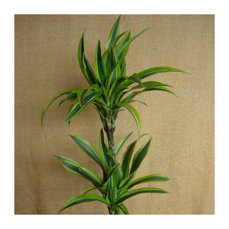 dracaena lemon | dracena amarilla | tronco de Brasil | comprar dracenas