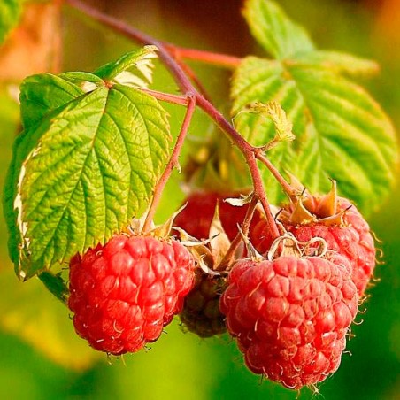 Frambuesa rubus idaeus heritage|rubus idaeus heritage|frambuesa roja