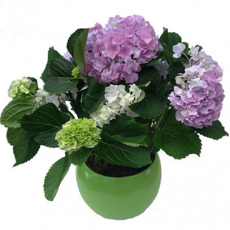 Hortensia De Interior