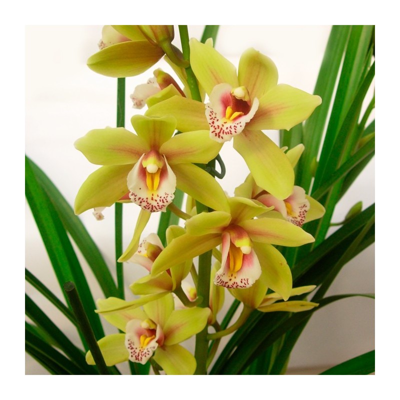 Orquídea cymbidium | orquidea | plantas para regalo| cymbidium|