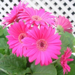 Gerbera