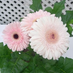 Gerbera