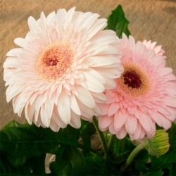 Gerbera