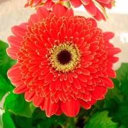 Gerbera