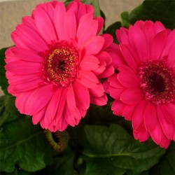 Gerbera