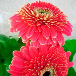 Gerbera