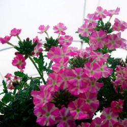 Verbena temari