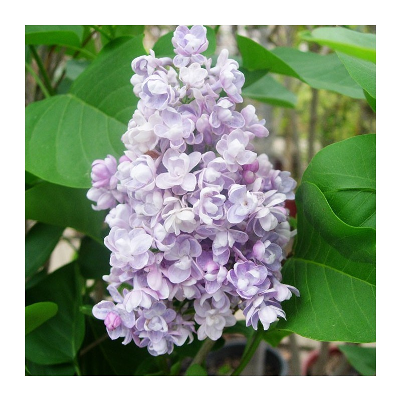 Lyla | syringa vularis | comprar lila | comprar syringa | lileros