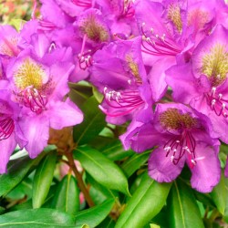 Rhododendron hibrido