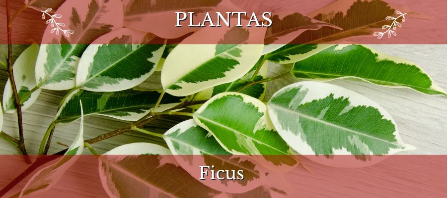 ficus