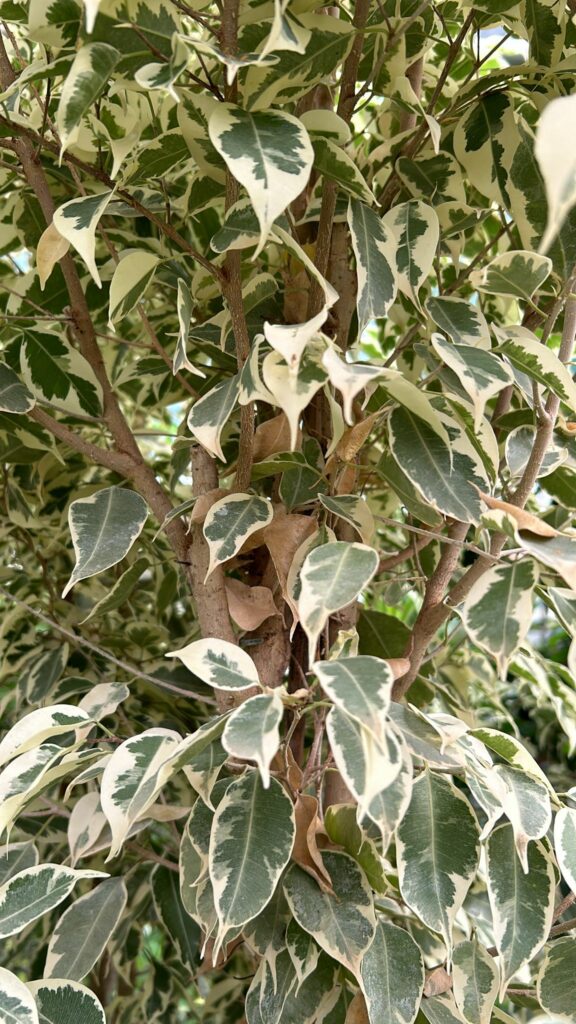 hojas de los ficus