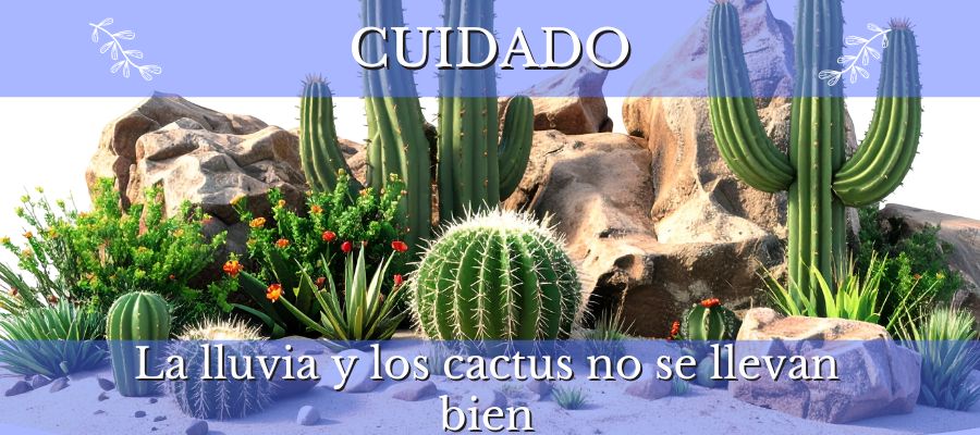 la lluvia y los cactus no se llevan bien