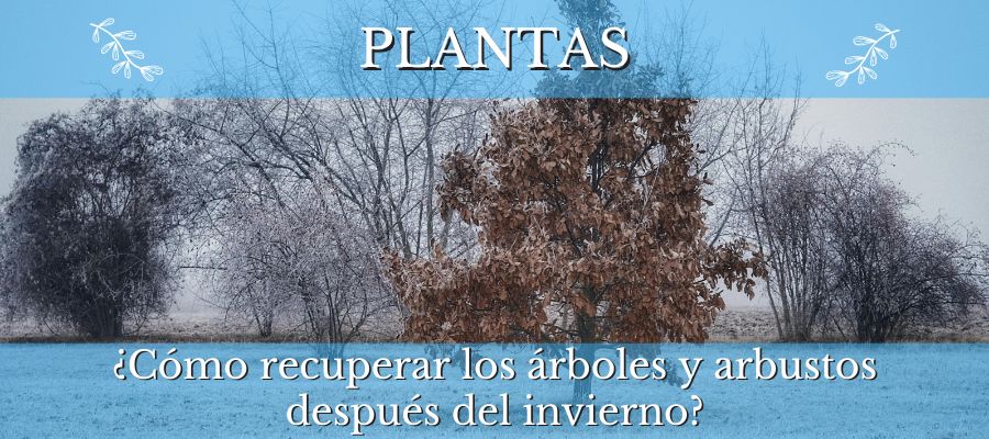 cómo recuperar lo árboles y arbustos después del invierno
