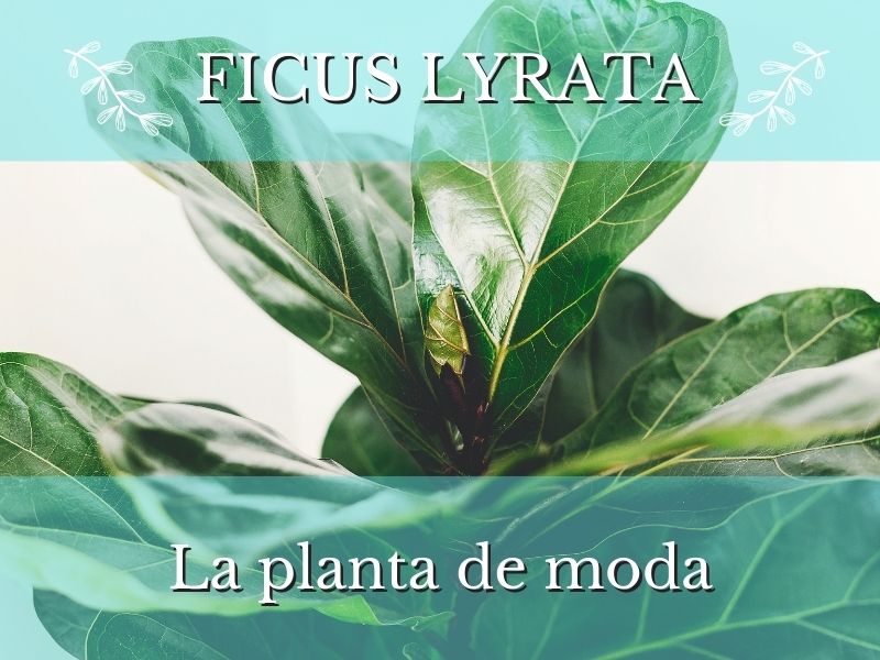 ficus lyrata