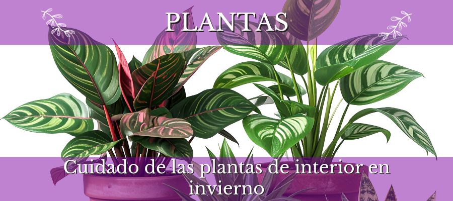 cuidado de las plantas de interior en invierno