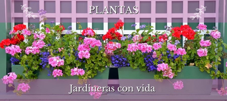 plantas para jardineras