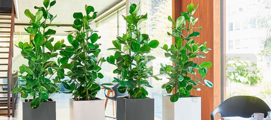 plantas de interior con macetas de autorriego