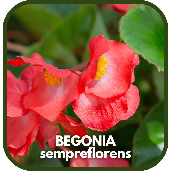 begonia sempreflorens