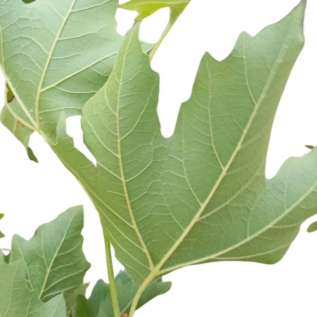 hoja por detrás del platanus acerifolia