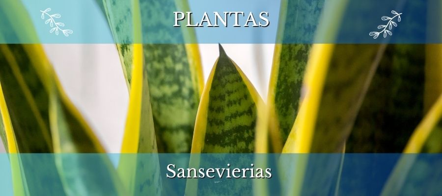 sansevierias