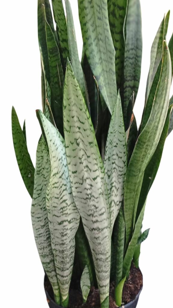 Sansevieria zeylanica