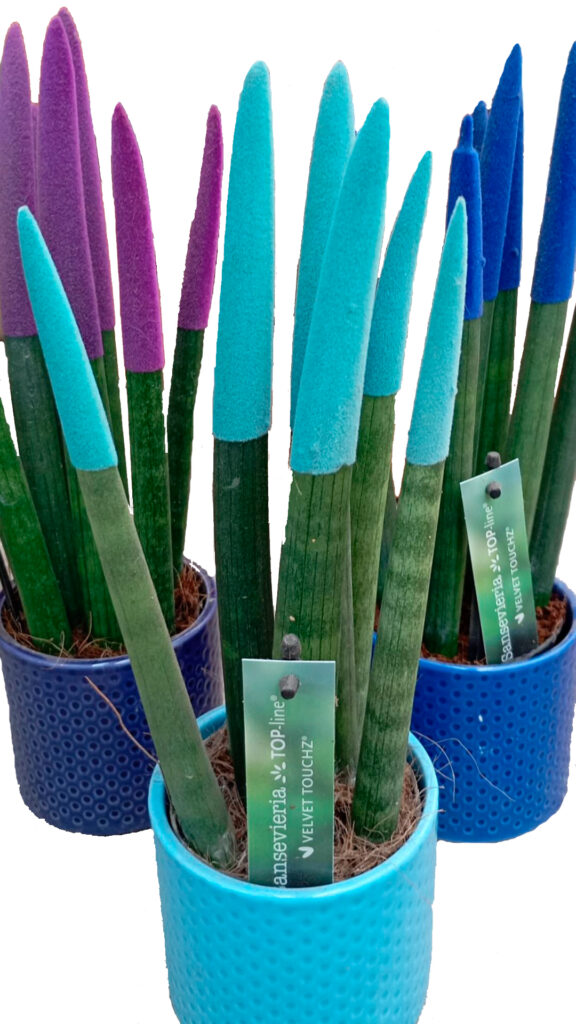 sansevieria spaguetti