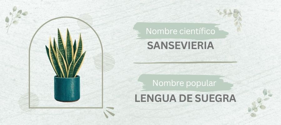 Sansevieria