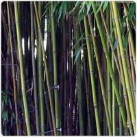 Caña de Bambú