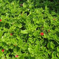 Plantas tapizantes| plantas pisables|plantas vivaces|plantas anuales|
