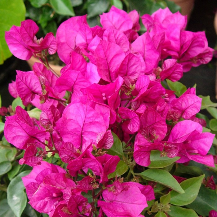 Bougainvillea